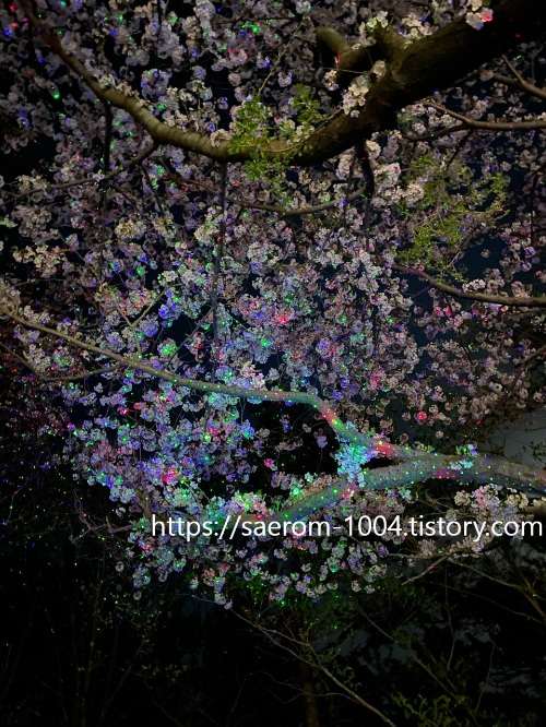 부산 송정 달맞이에서 찍은 밤벚꽃사진