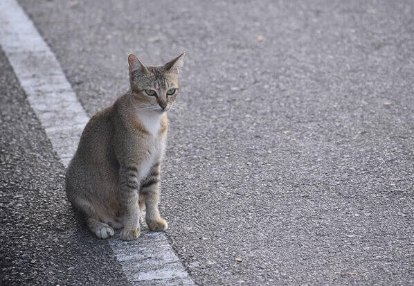 도로-위에-앉아있는-고양이