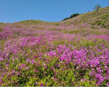 황매산 철쭉축제_10