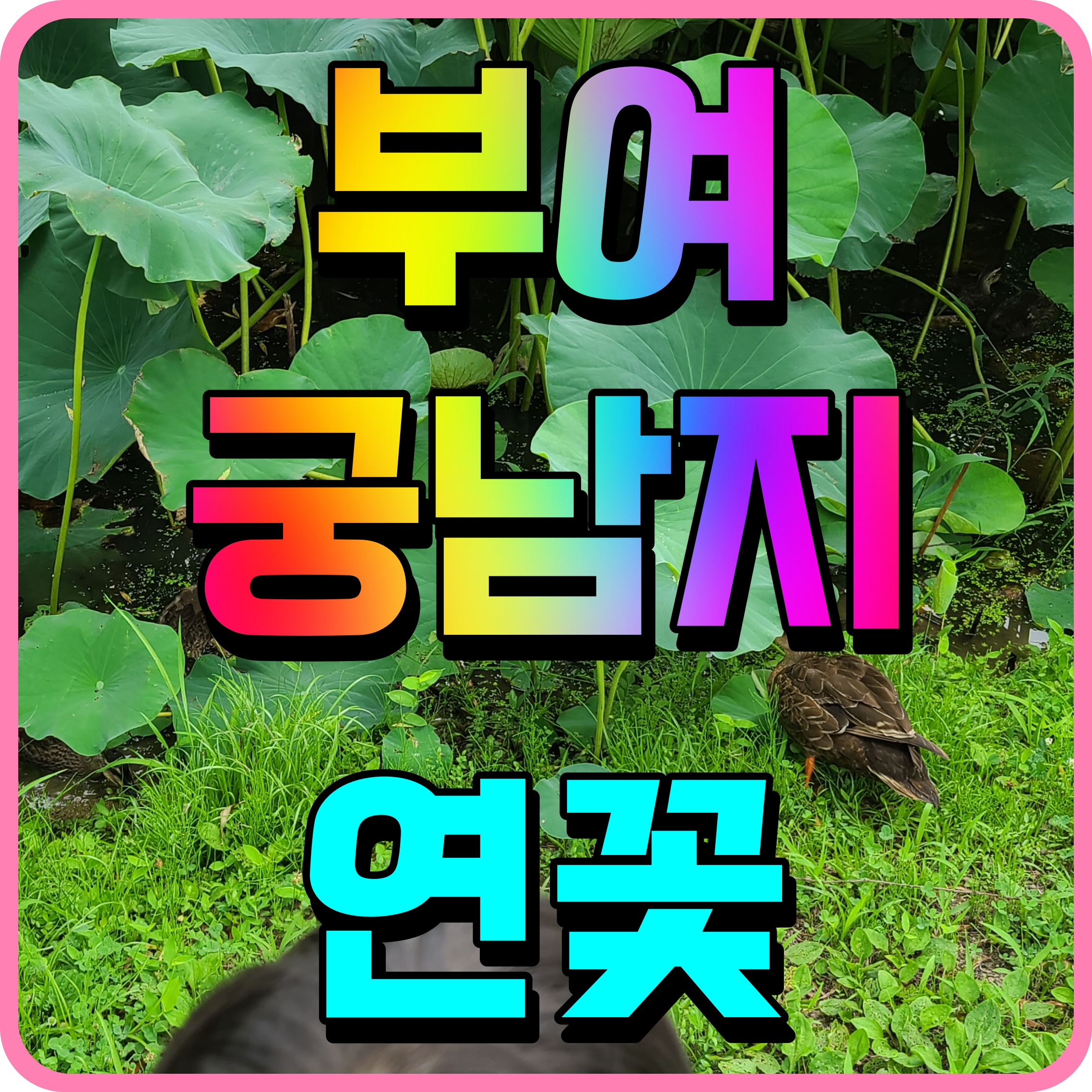  부여 궁남지 연꽃 축제 전에 산책 해보기 여행코스 여기 괜찮아