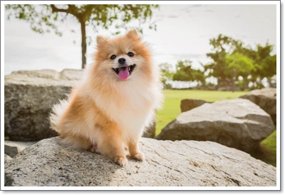  포메라니안 분양가격과 성격, 키우기 및 털빠짐 수명에 대해(Pomeranian)