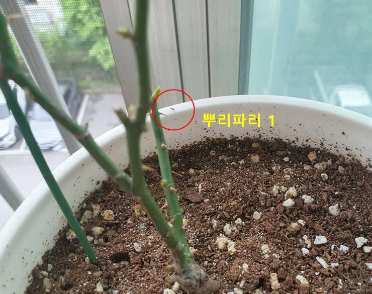 뿌리파리