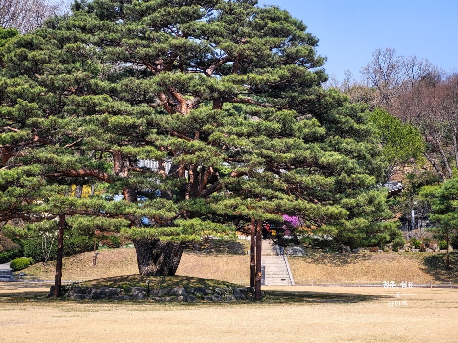 청와대 개방 관람 후기