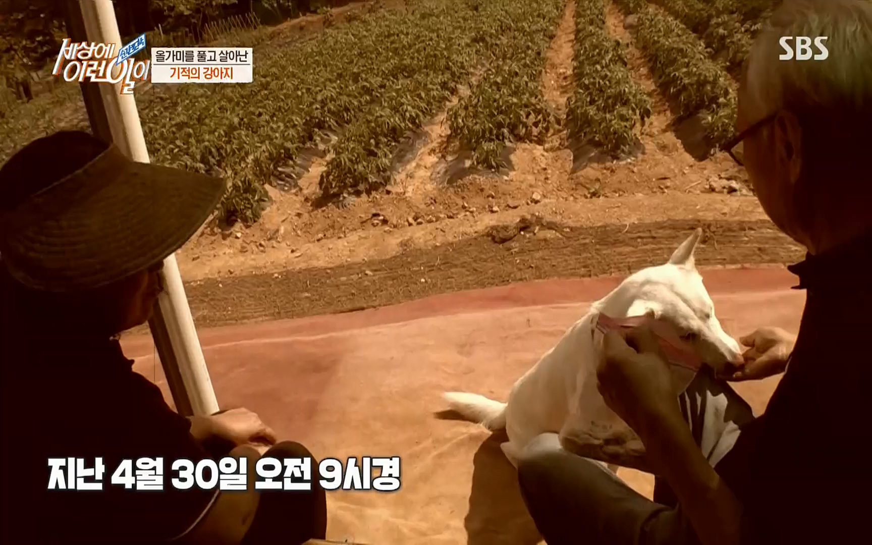 순간포착 세상에 이런일이.E1184.220614p.H264-F1RST.mp4_20220615_201704.838.jpg