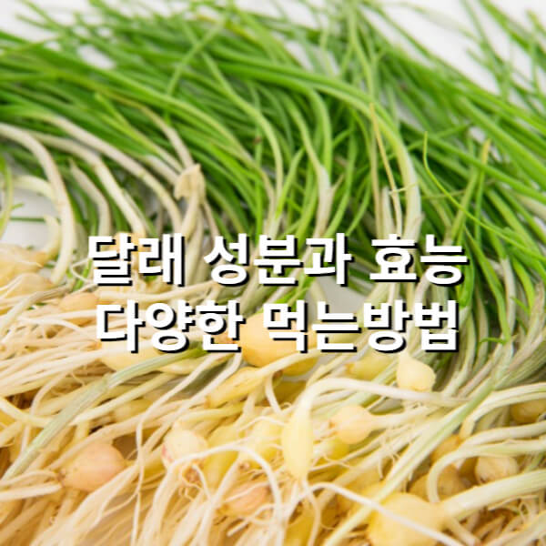  달래 성분과 효능 맛있게 먹는 방법과 보관 법 그리고 부작용