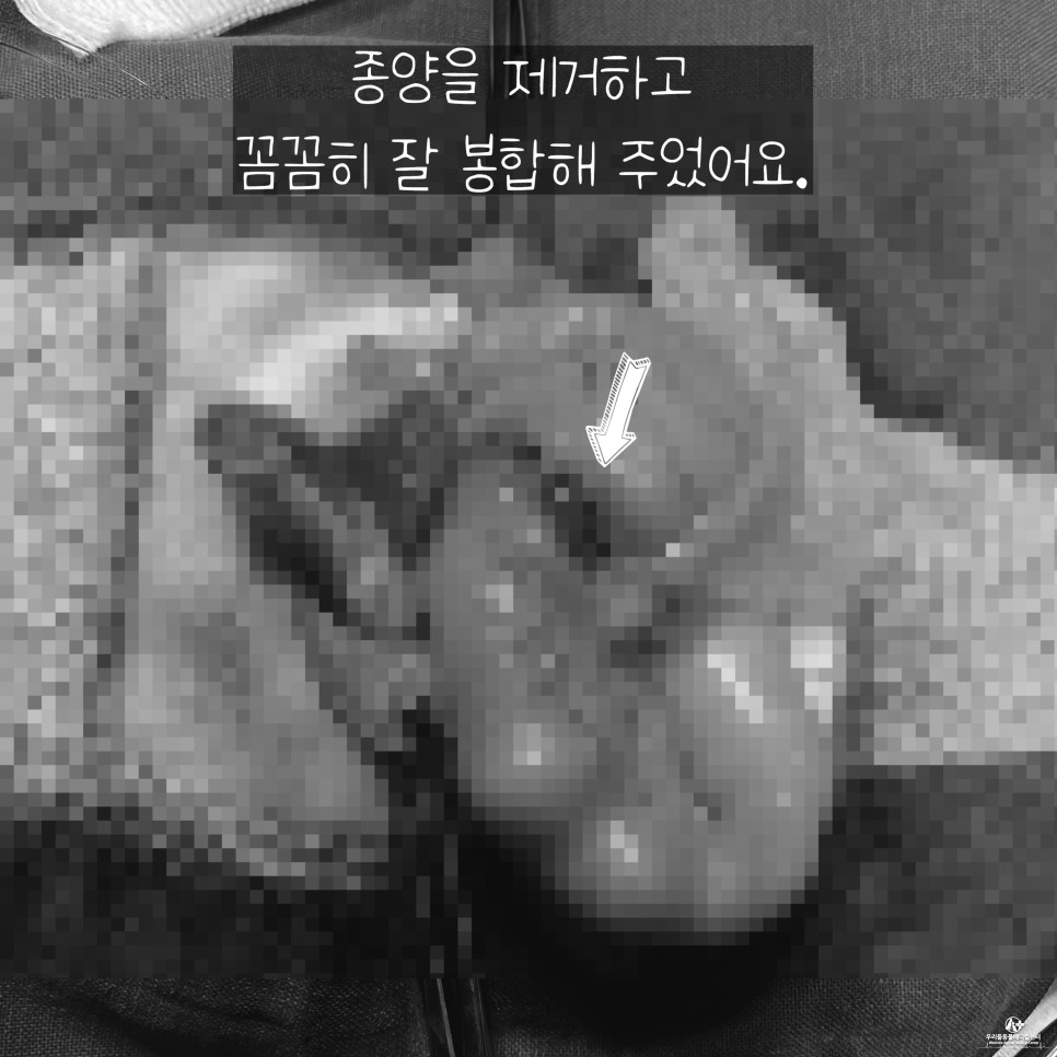 수술 후 마시티닙 항암치료 13살 노령견 강아지 위암 15