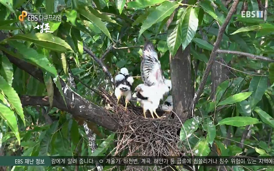 생존 3부_ EBS 다큐프라임_ 220629.avi_20220701_210414.946.jpg