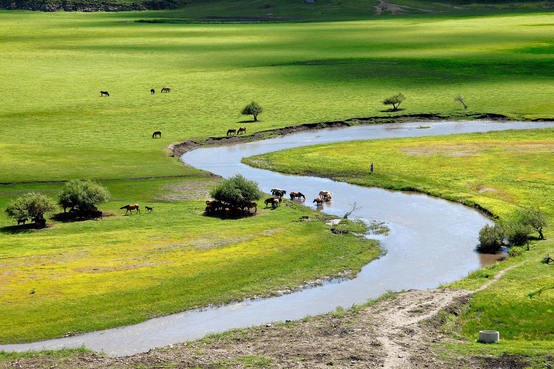몽골의 강을 따라 자라는 나무 모습