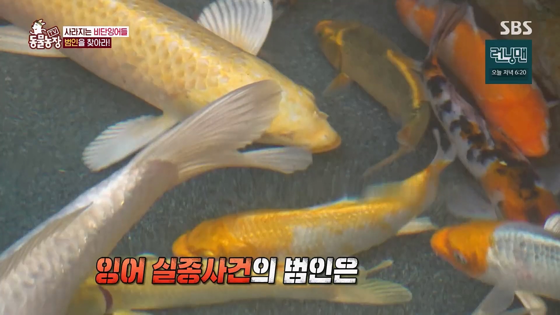 TV 동물농장.E1103.230108p.H264-F1RST.mp4_20230108_174631.588.jpg