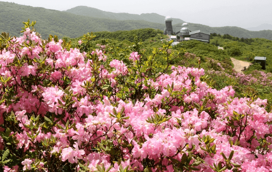 철쭉 축제 하는 곳