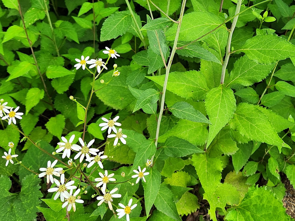 참취