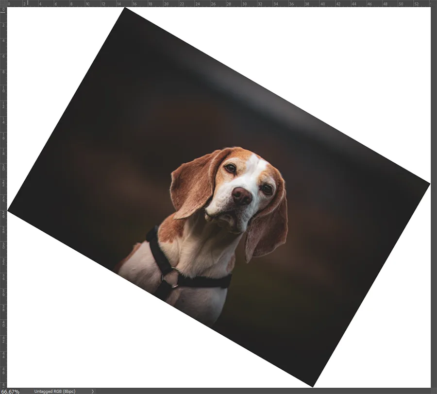 강아지 사진이 30도 시계 방향으로 돌아간 모습