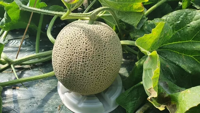 멜론 이미지