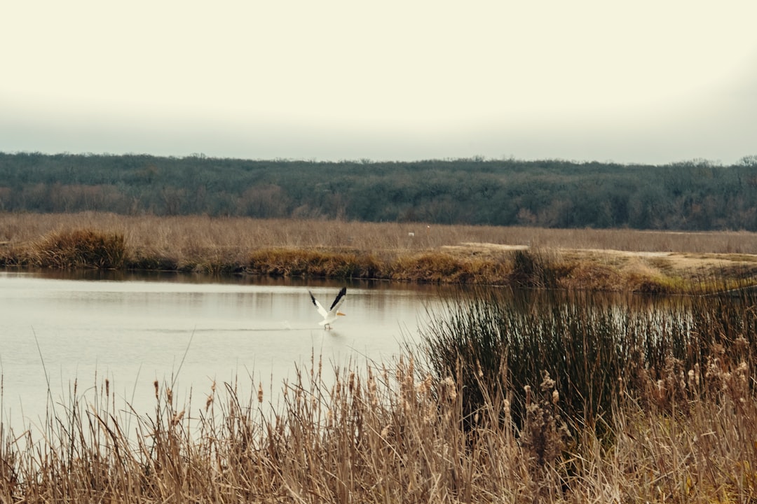 Wetland