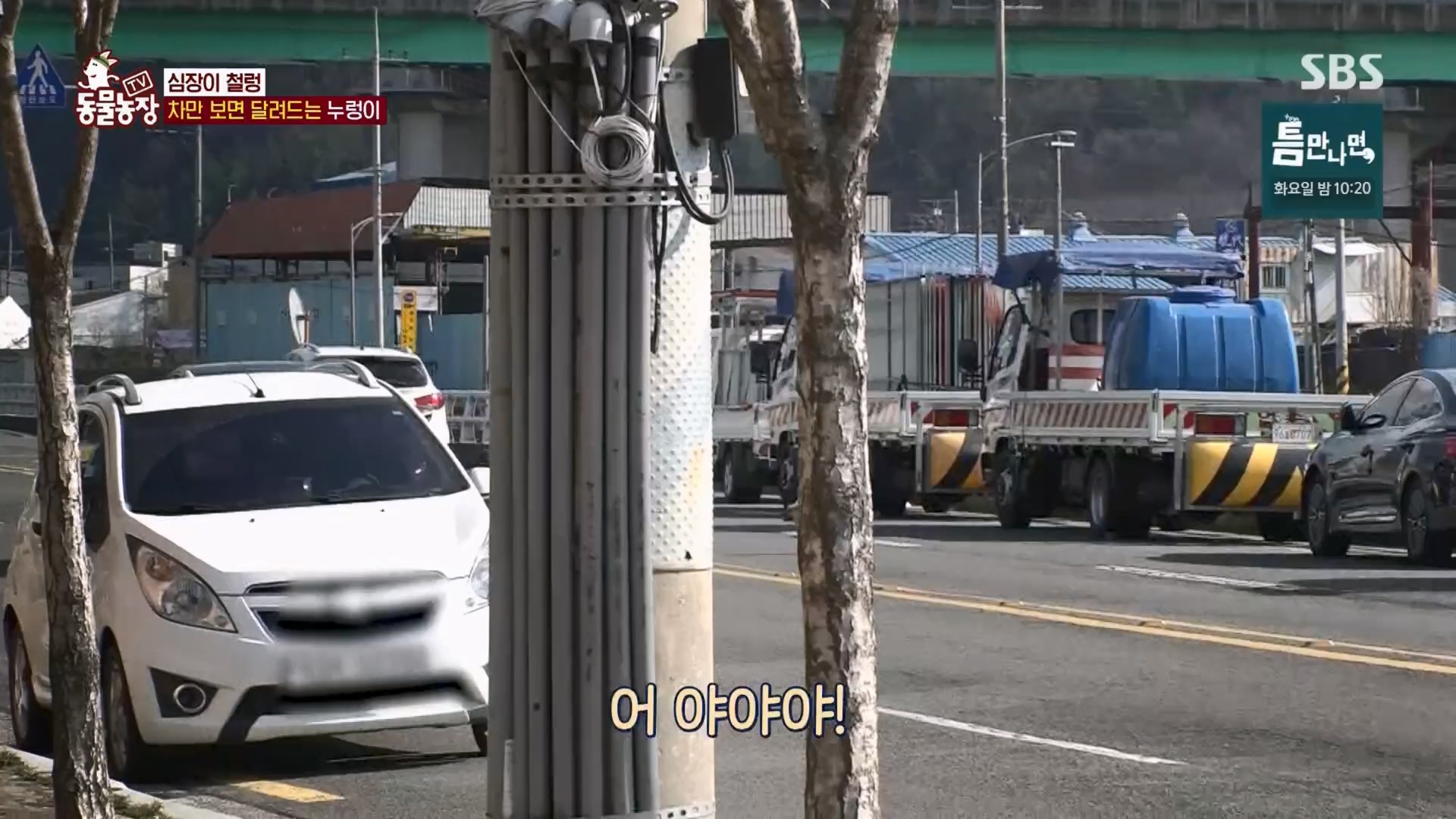 TV 동물농장.E1170.240505p.H264-F1RST.mp4_20240505_153819.944.jpg