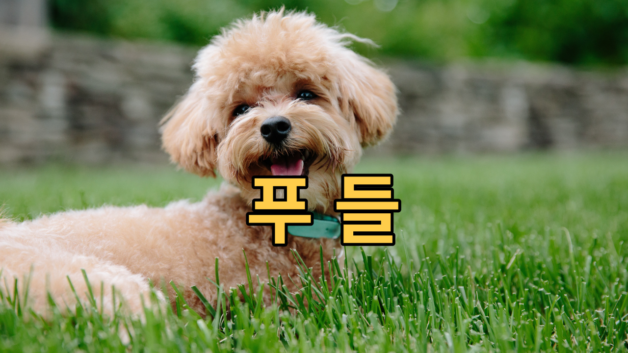  푸들 지능이 뛰어나고 다재다능한 성격으로 인기 최고