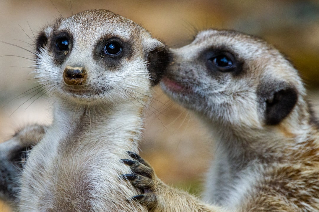 Meerkat