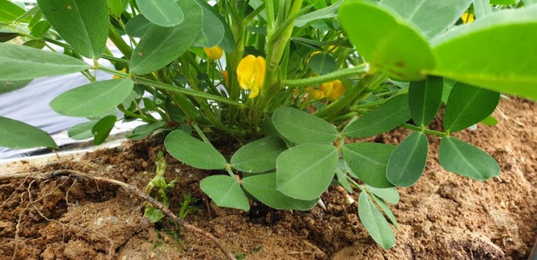 고추 ...모두싹 살포 물에 잠긴 15