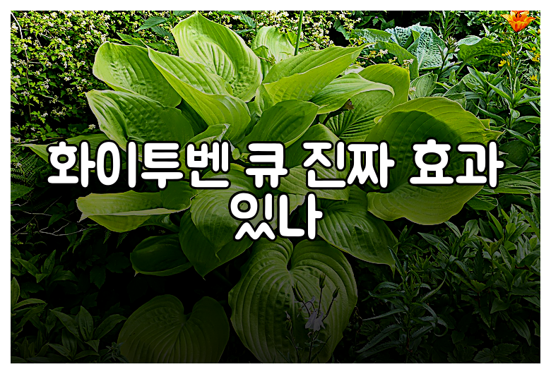 화이투벤 큐 진짜 효과 있나