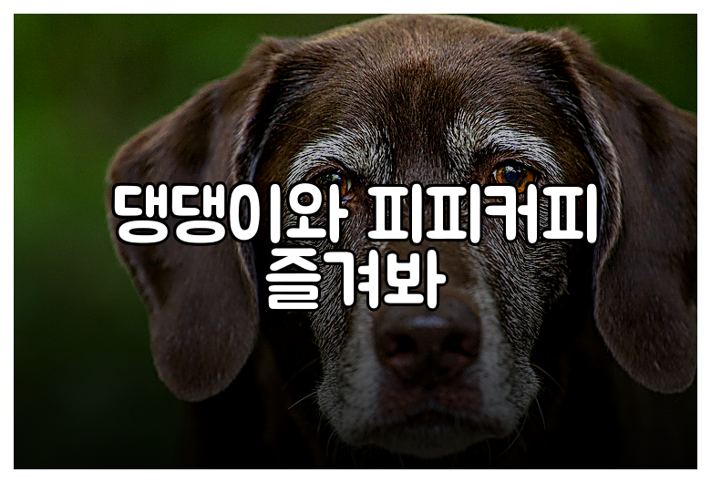 댕댕이와 피피커피 즐겨봐