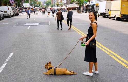 여자-견주와-산책-도중-아스팔트-도로-위에-엎드려-있는-갈색털-단모종-개