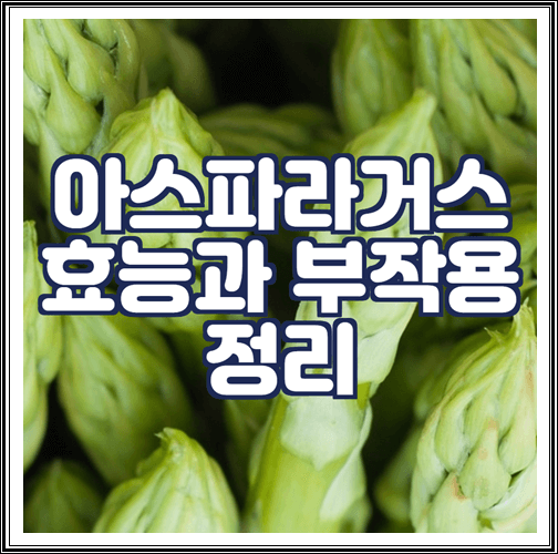  아스파라거스 효능과 부작용 정리