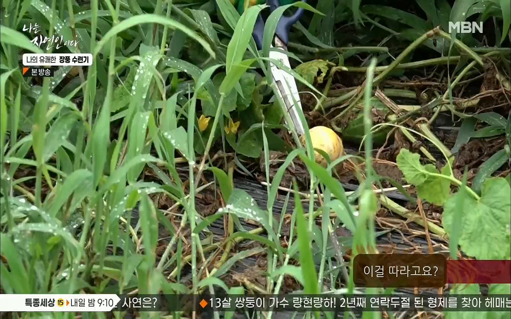 나는 자연인이다.E517.220831p.H264-F1RST.mp4_20220901_201012.368.jpg