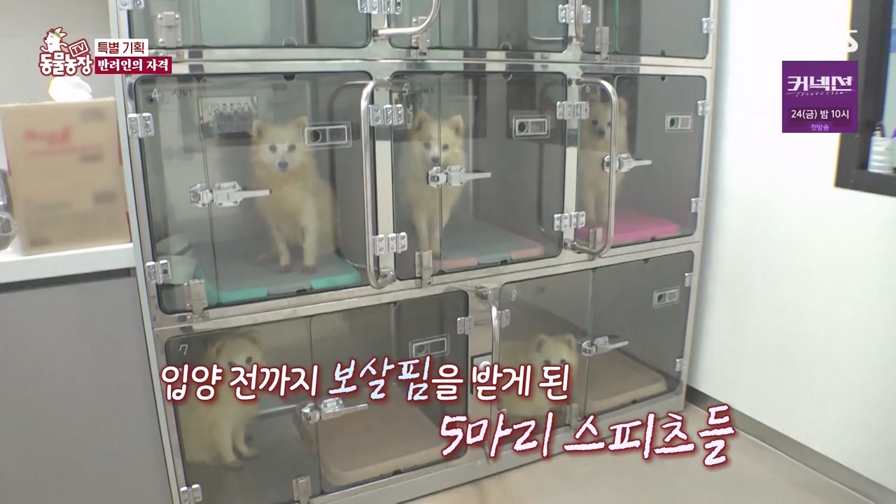 TV 동물농장.E1171.240513p-NEXT.mp4_20240512_163353.538.jpg