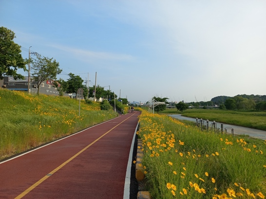 대전천 곰계국 꽃길