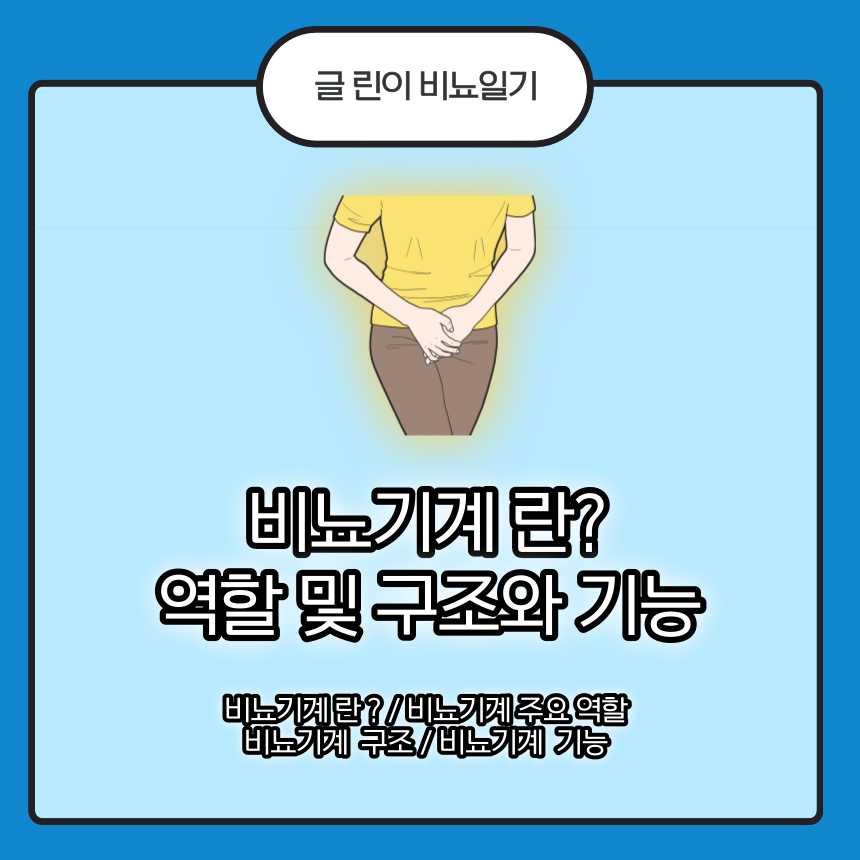  비뇨기계 란? 역할 및 구조와 기능