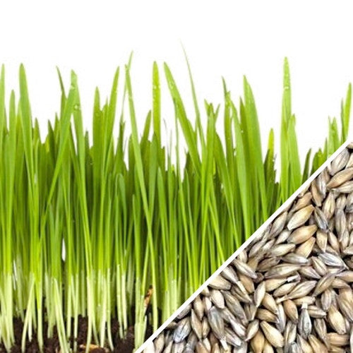 보리싹 싹의 7가지 효능과 부작용 45