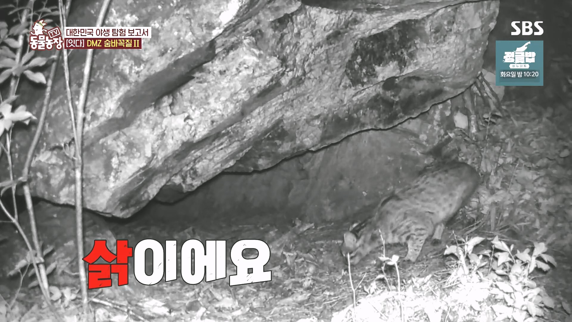 TV 동물농장.E1185.240818p.H264-F1RST.mp4_20240818_160407.848.jpg