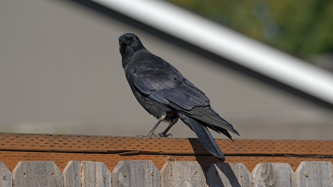 Raven