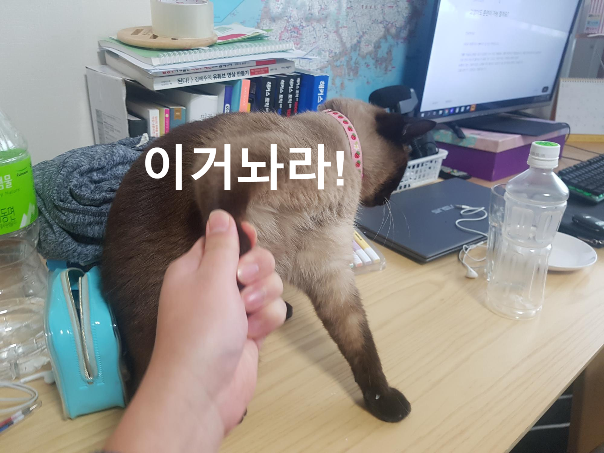  고양이도 훈련이 가능 할까요?