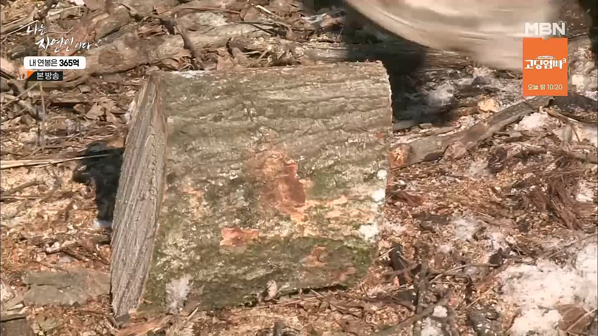 나는 자연인이다.E537.230118p.H264-F1RST.mp4_20230119_204856.767.jpg