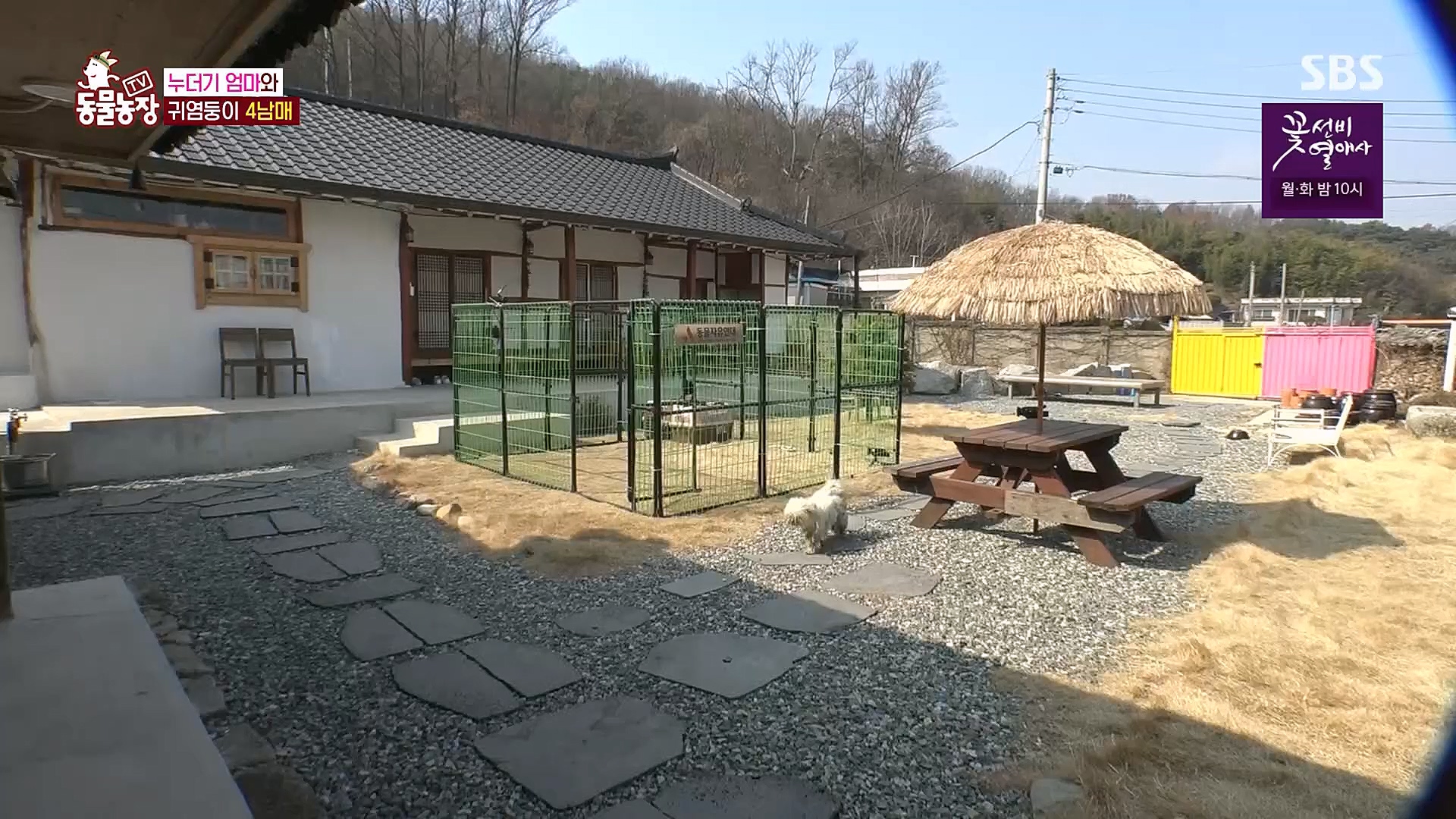 TV 동물농장.E1113.230326p.H264-F1RST.mp4_20230326_172520.712.jpg