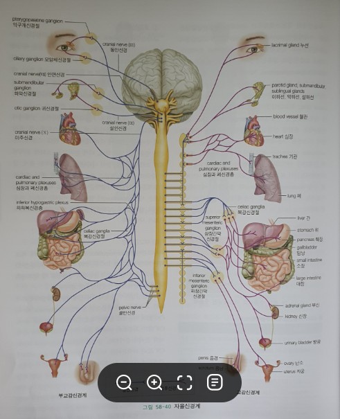 교감 신경과 부교감 신경