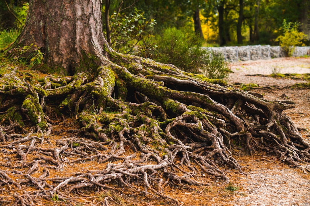 root