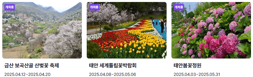 충청도 꽃축제 일정
