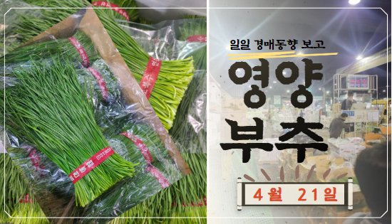  [경매사 일일보고] 4월 21일자 가락시장 영양부추 경매동향을 살펴보겠습니다!