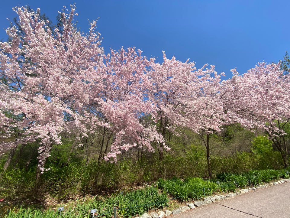 제이드가든-벛꽃-나무-사진