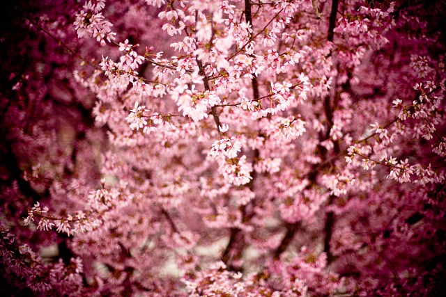 🌸 2025 춘천 겹벚꽃 현황 🌺