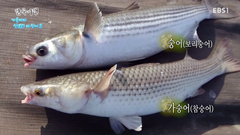  숭어 효능 6가지 및 부작용 알아보기