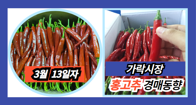  [경매사 일일보고] 2024년 3월 13일자 가락시장 홍고추 경매동향을 살펴보겠습니다!