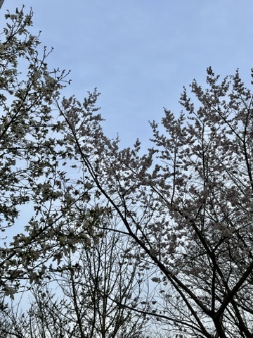 목련 벚꽃