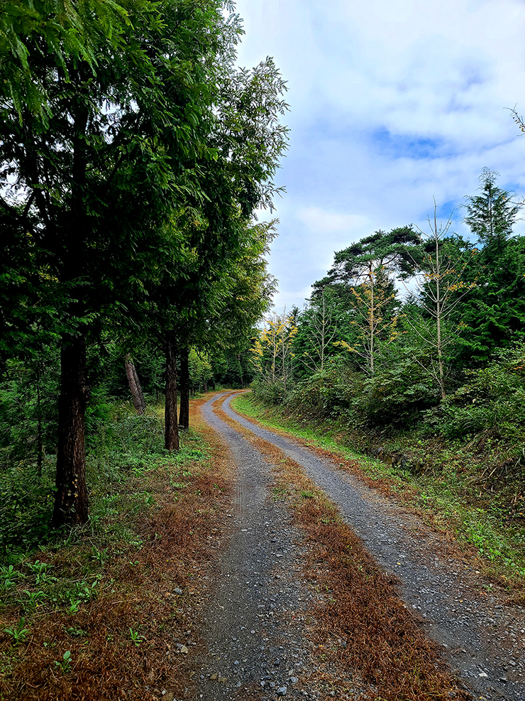 충남 걷기 좋은 숲길 국내여행 걷기 좋은 길, 26