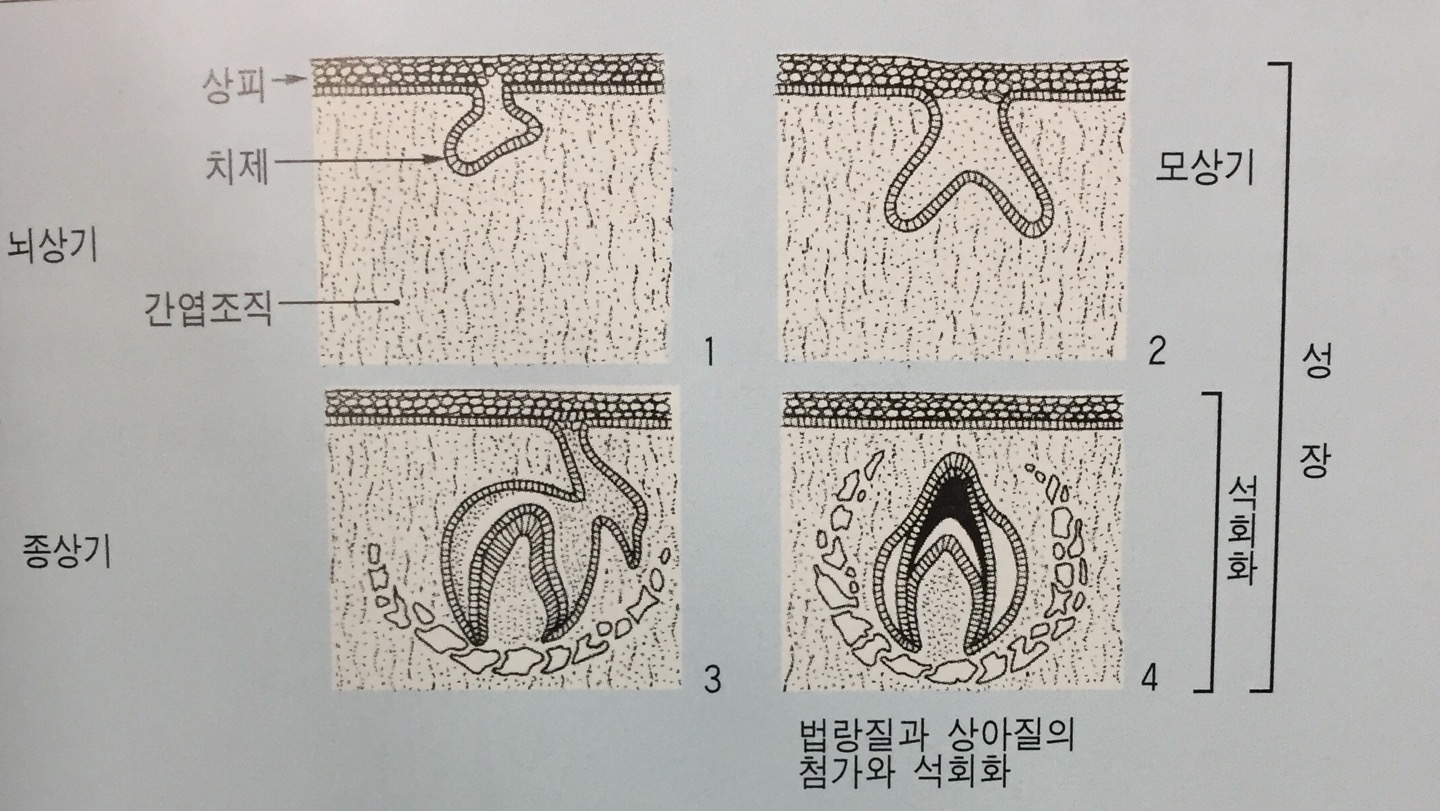 치과교정학 - 치아와 치열의 성장발육