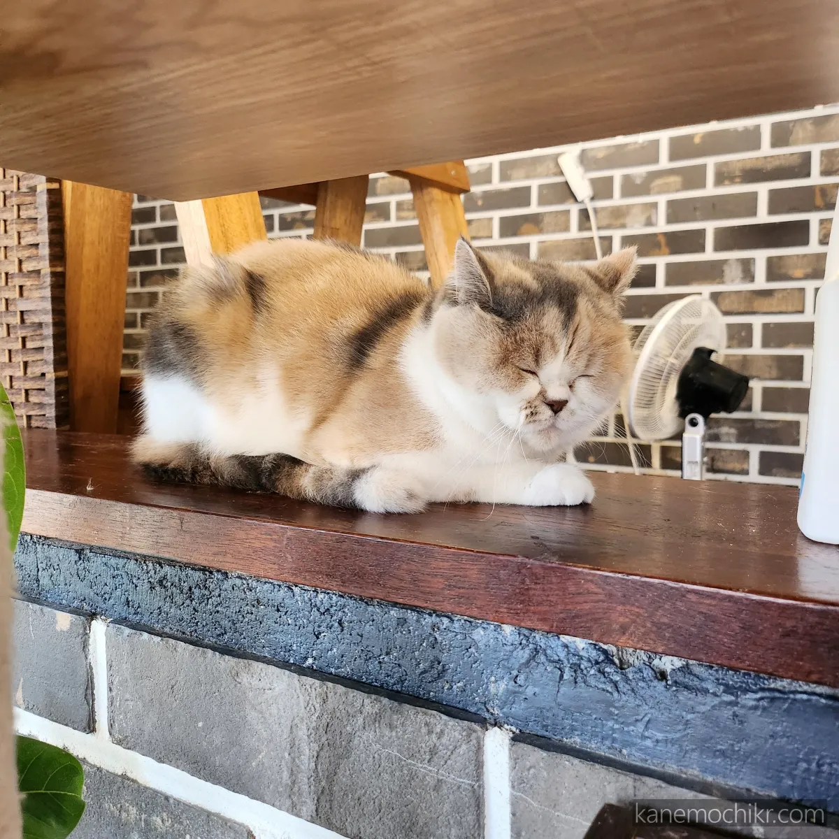 고양이낮잠