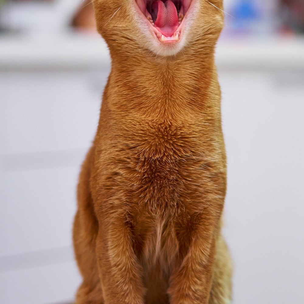 고양이 꿈해몽 태몽 34가지