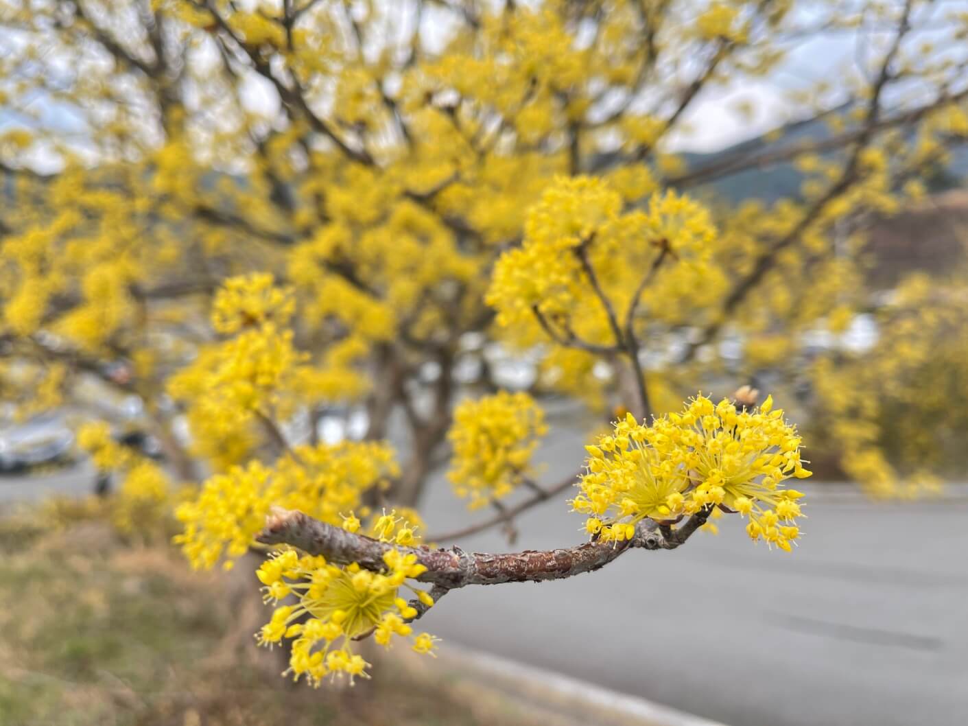 전남 구례 산수유꽃 축제